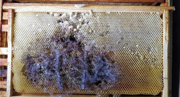 Jak skladovat v suchu a způsoby řešení zavíječe voskového, prevence